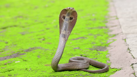 wide shot dangerous indian spectacled cobra snake venomous with its hood out to strike on green isolated