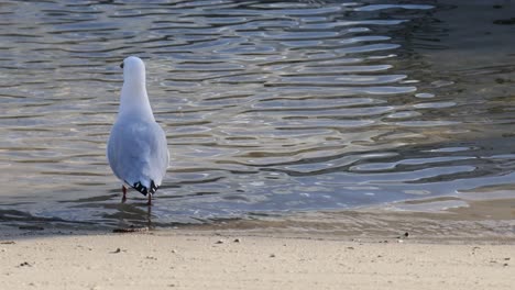 seagull walking along a sandy beach