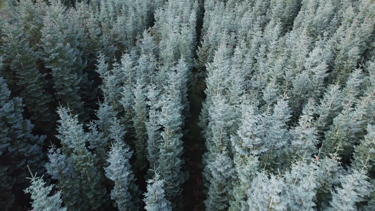 Drone View of Spruce Trees, Noble Fir Treetops in Denmark - Dolly Shot