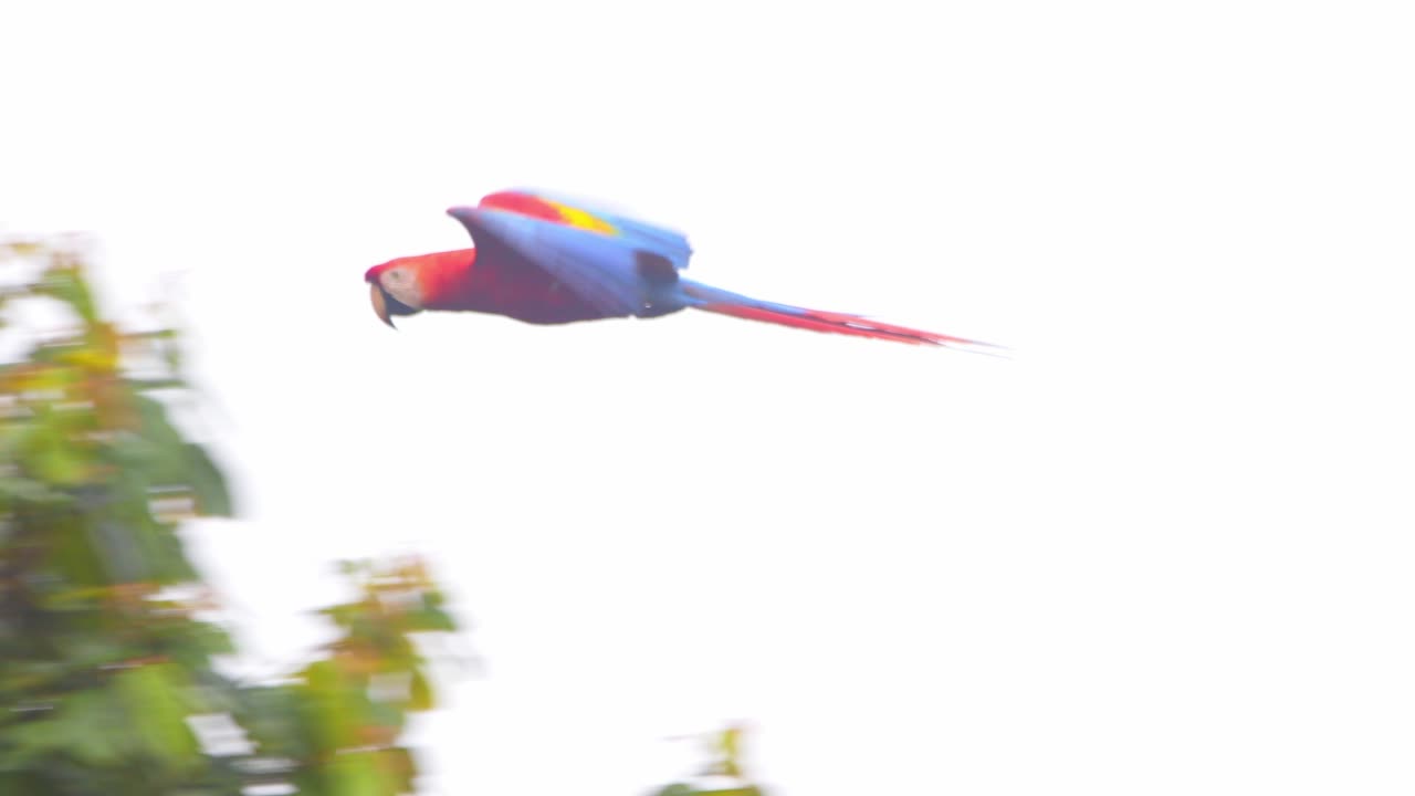 Camera following Flight of Scarlet Macaw parrot as it flaps its magnificent wings to soar across the treetops