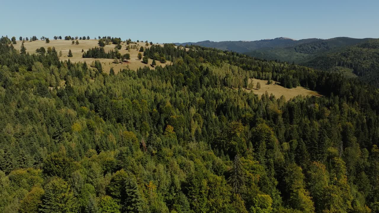 Vast mountain landscape covered in dense green forest with open grassy meadows near the ridge. The sunlight highlights the textures of the pine and deciduous trees, rising drone shot