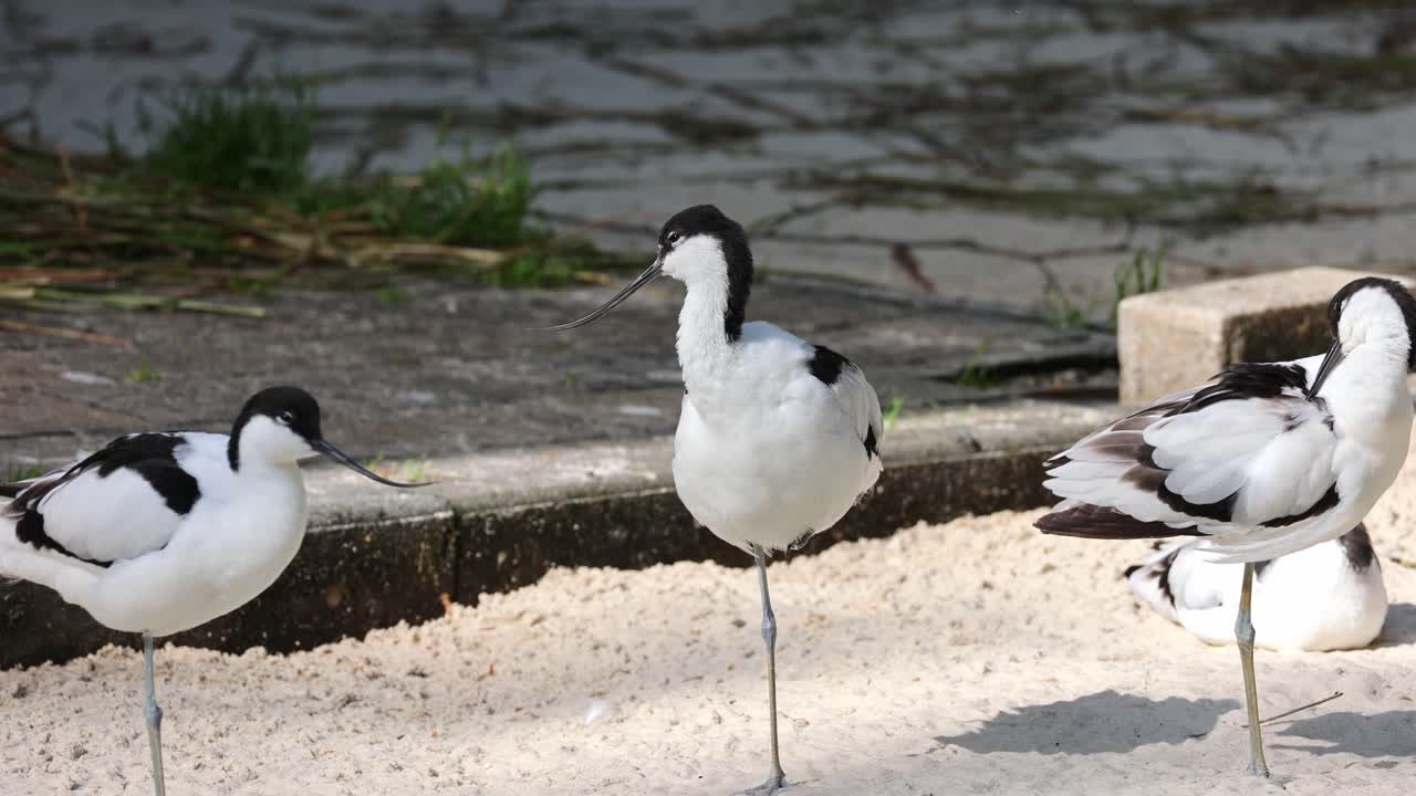 Harmony in black and white: A group of avocets