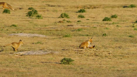 Zorros-Rojos-Jugando-Entre-Sí-En-Un-Campo-Amarillo-En-Otoño-En-La-Sabana