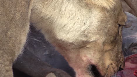 Blood-smeared-lioness-tears-meat-from-the-bones-of-a-dead-wildebeest,-close-up-shot