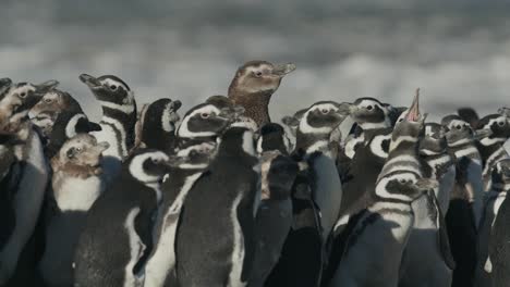 penguins shake their head in a huddle