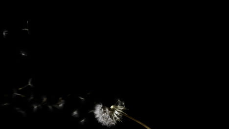 dandelion seeds blowing from the flower