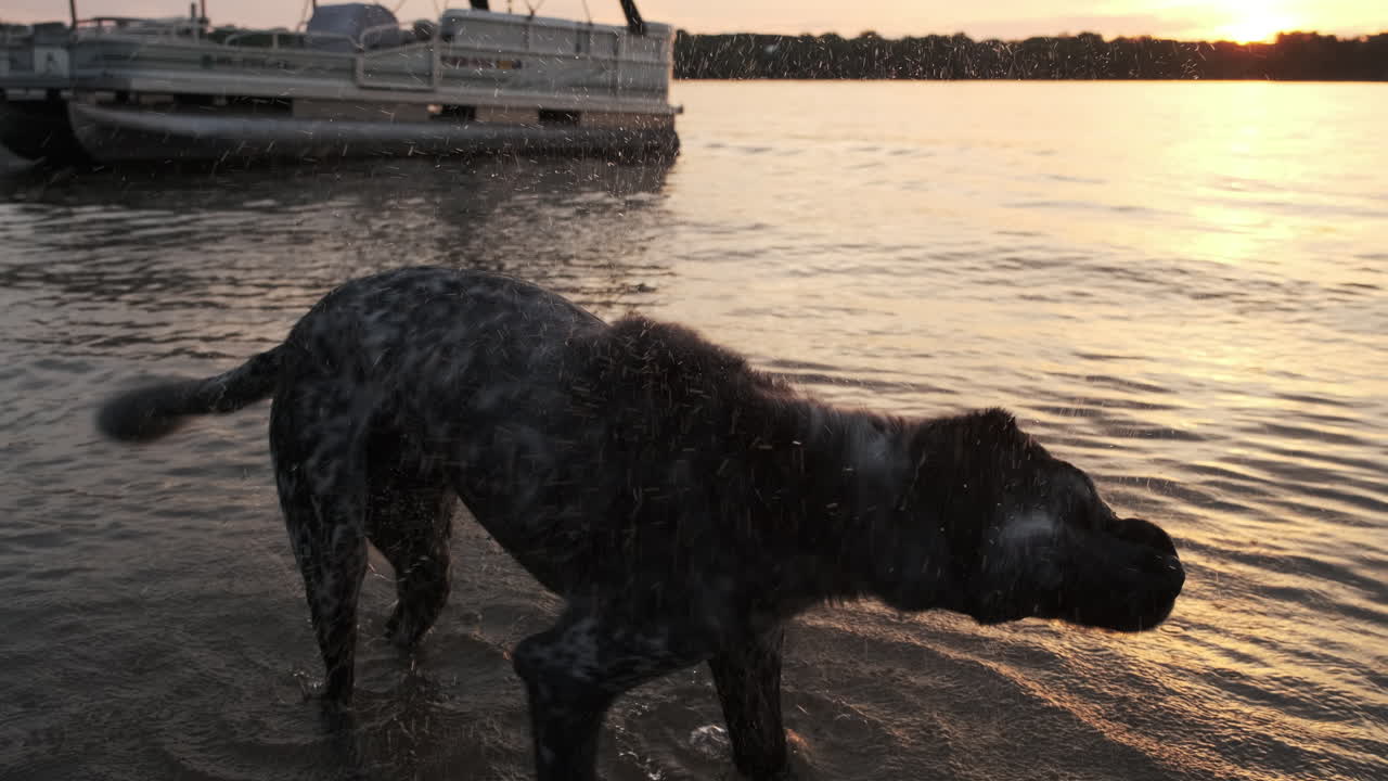 Dog By Orange Sunset Lake Shaking Off Water In Slow Motion