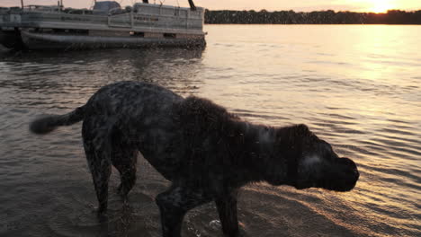 dog by orange sunset lake shaking off water in slow motion