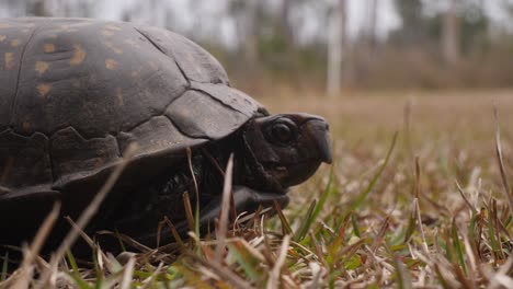 Close-up-of-a-box-turtle-coming-out-of-it's-shell