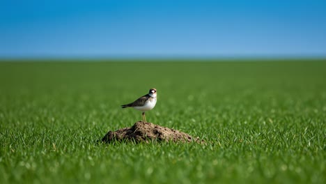 a solitary bird stands prominently on a mound amidst a vast green field, capturing a tranquil moment before it takes flight, framed by a clear blue sky