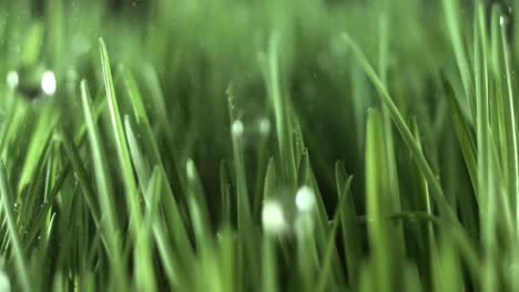 Green-grass-close-up-raindrops-slowly-falling-on-the-grass.