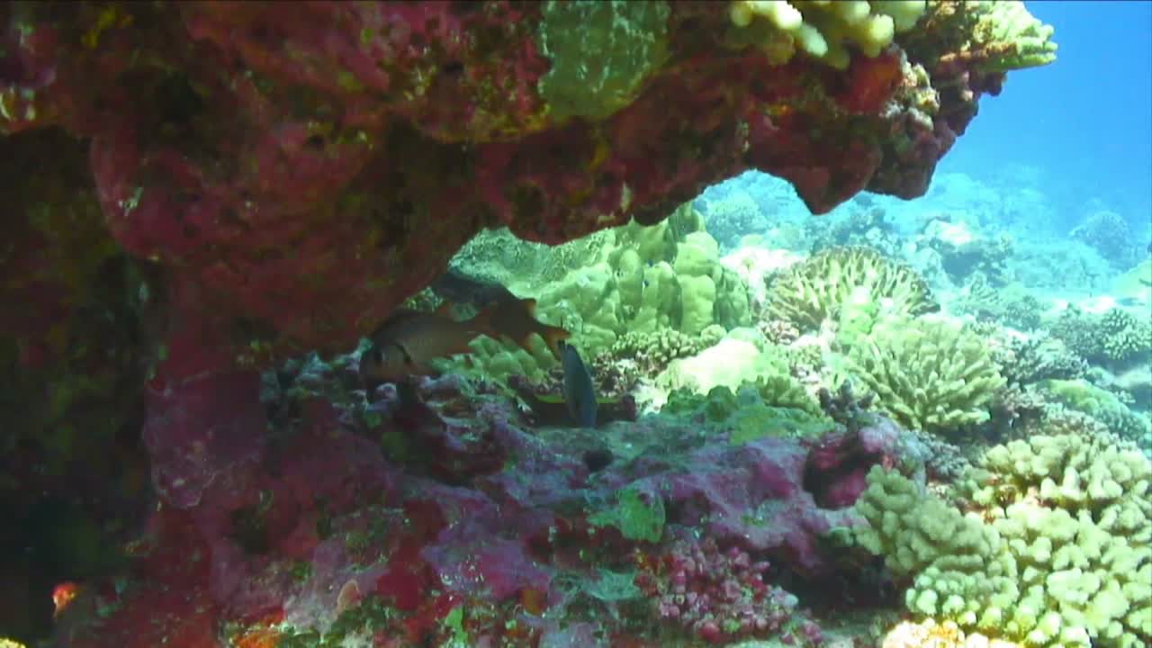 Filmato stock sott'acqua