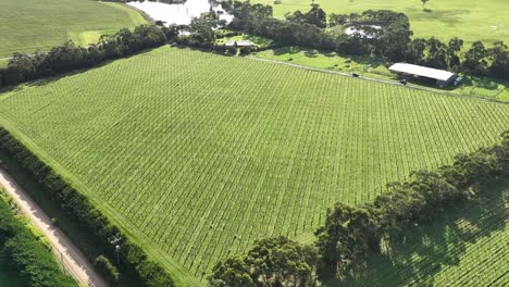 Pista-De-Drones-Alrededor-De-Una-Pequeña-Granja