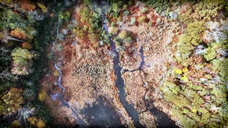 pantano en el bosque de follaje de otoño a cámara lenta desde arriba por la tarde