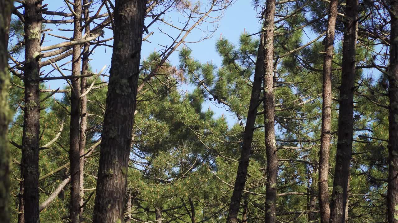 paisaje de bosque de pinos de 4k, dosel de árboles o corona temblando en el viento