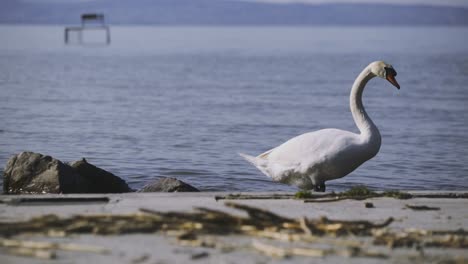 Imágenes-Más-Cercanas-De-La-Vista-De-La-Tarde-De-Un-Cisne-Bebiendo-En-La-Orilla-De-Zamárdi,-Lago-Balaton