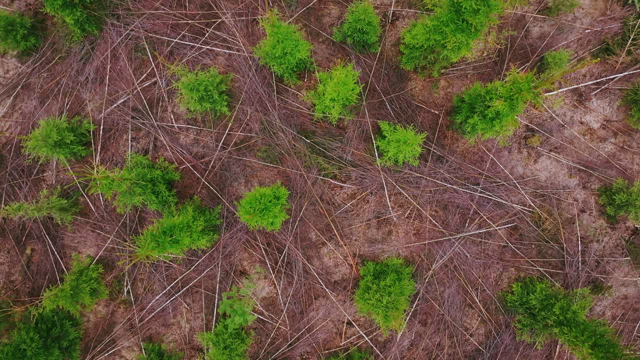 Top down drone shot pulling back over spruce trees left amid logged, fallen wood