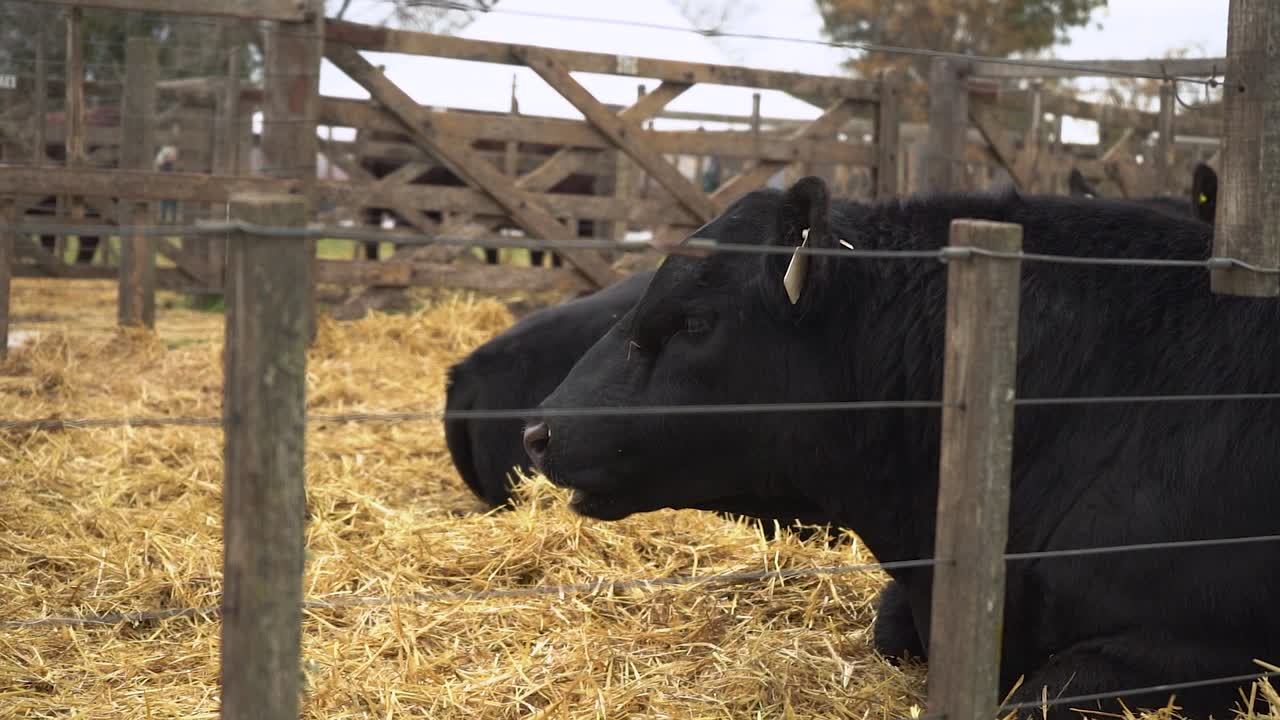 Bovini Aberdeen Angus che mangiano paglia in un recinto sicuro.