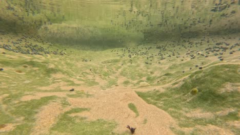 marine habitat with sand and periwinkles