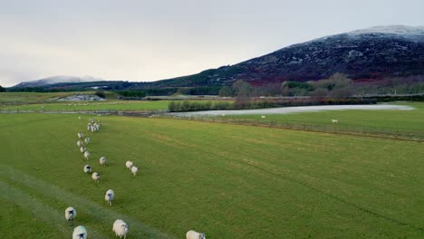 aerial footage of herd of sheep walking on pasture in countryside