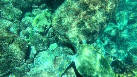 beautiful underwater footage of a sea turtle swimming in the galapagos islands ecuador 1