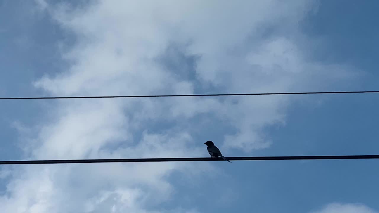 Uccello passeriforme posato su un cavo elettrico contro il cielo con nuvole in movimento