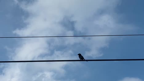 Passerine-bird-standing-on-electric-wire-cable-against-sky-with-moving-clouds