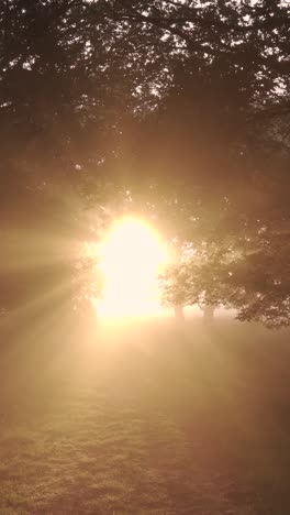 sunrise through a misty forest