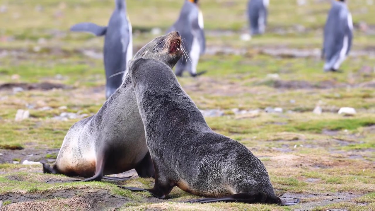 Antarktiksen merikarhut (Arctocephalus gazella) osallistuvat hidastettuun sosiaaliseen dominanssi-interaktioon Etelä-Georgiassa, subantarktisilla saarilla, osoittaen hierarkiaa ja reviirikäyttäytymistä, kameran seurannassa.