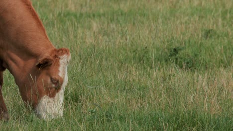 a brown cow with a white face grazes calmly in a lush green field under soft natural daylight. static camera, medium close-up, tranquil rural mood