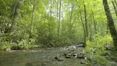 A-mountain-stream-in-north-carolina