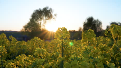 Campo-De-Flores-De-Aceite-De-Colza-Y-Rayos-De-Sol-Sobre-El-Cielo-Azul-En-Polonia-Al-Atardecer