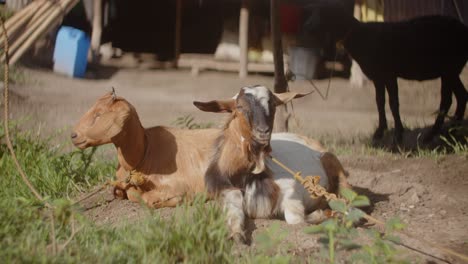 Dos-Cabras-Bajo-El-Sol