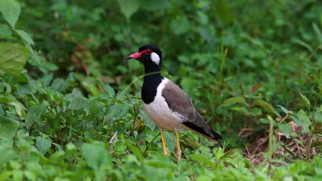 el avefría de barbas rojas es una de las aves más comunes de tailandia