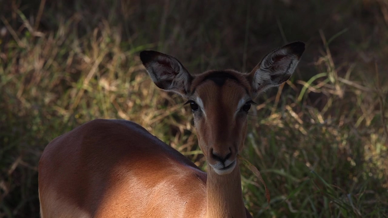 Primo piano di una femmina di impala che mangia l'erba all'ombra screziata dal sole in Sudafrica.