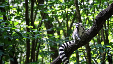 ring-tailed lemur in forest