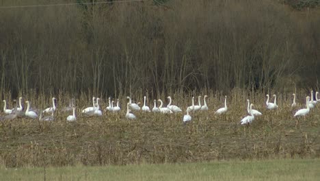 Los-Cisnes-Estaban-A-Punto-De-Irse-Volando