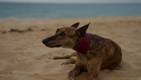 whippet dog is resting by the sea