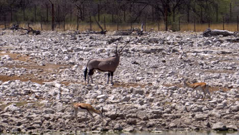 gemsbok oryx in etosha national park