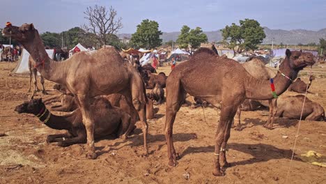 los camellos en pushkar mela el festival de la feria de camellos en el campo comiendo masticando. pushkar, rajasthan, india