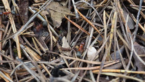 Polictena-De-Fórmica.-Hormiga-De-Madera-Roja-Europea.-Insecto