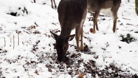 fallow deer does grazing on leaves in snow in a winter forest