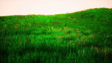 tuscany landscape with beautiful green hills springtime