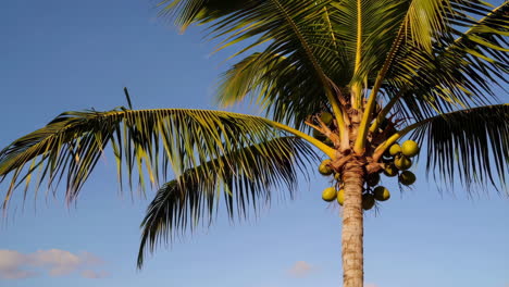 coconut palm tree against blue sky
