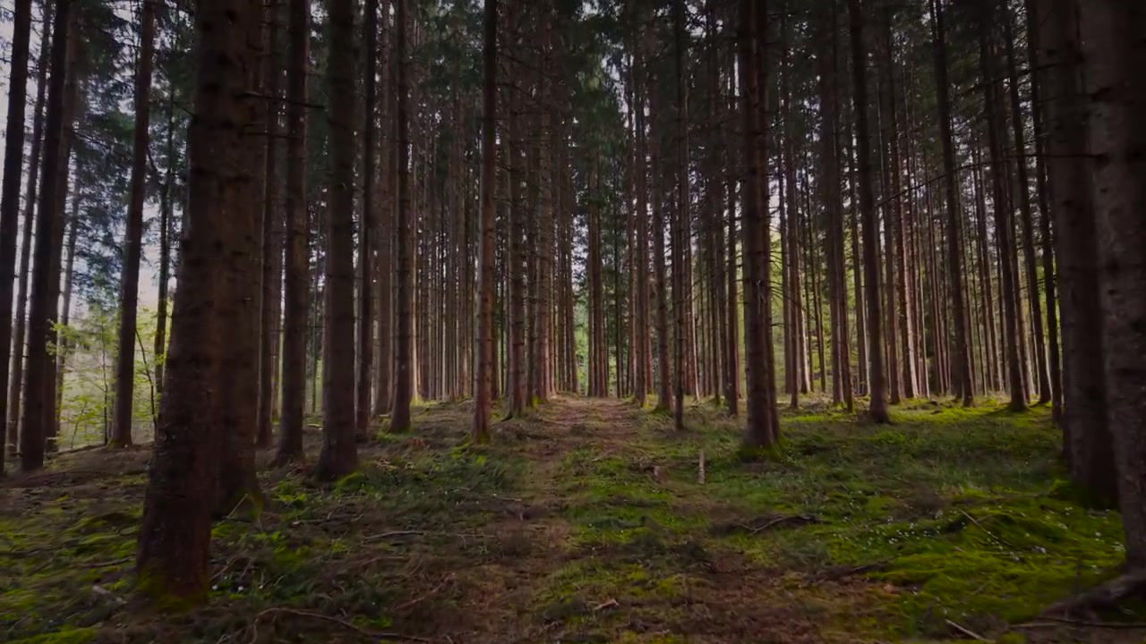 Foresta di abeti soleggiata con muschio verde rigoglioso e ceppi d'albero, Allgäu, Baviera, volo di drone in avanti