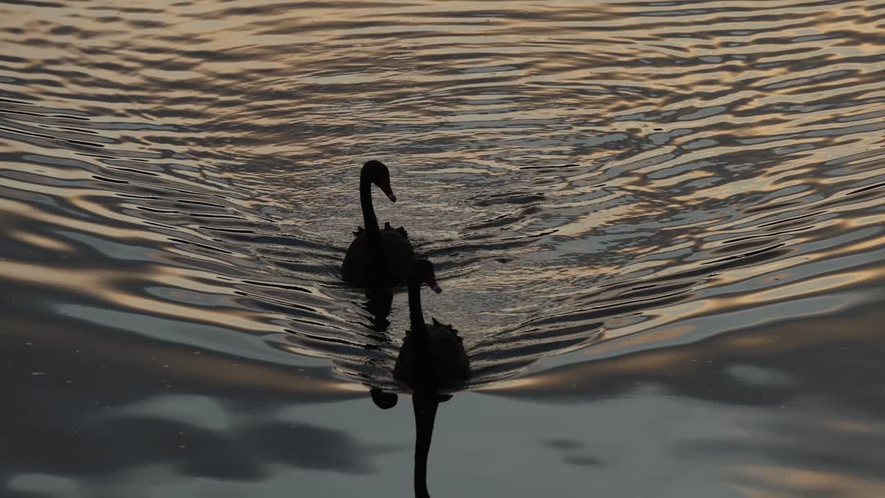 Black swans swimming with their cygnets