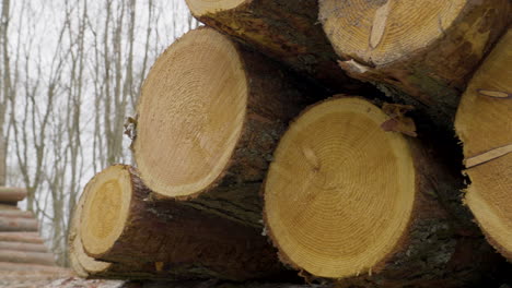 log spruce trunks pile in the forest - close up