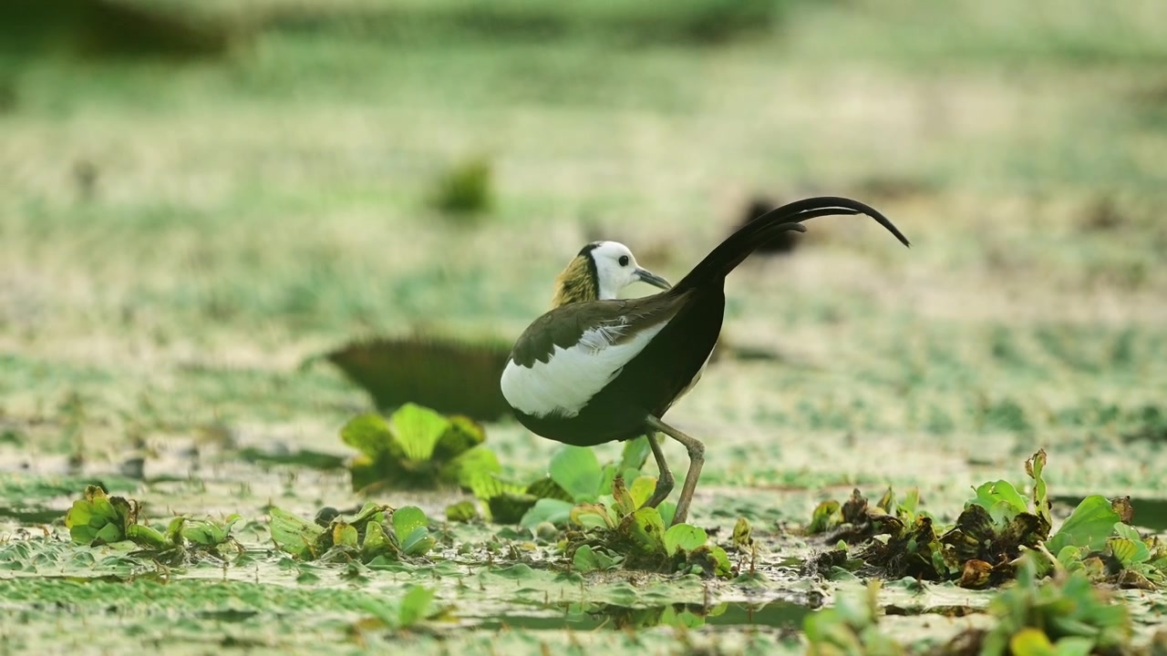 Nitido e sapientemente composto, questo filmato aviario all'aperto utilizza una profondità di campo ridotta per isolare perfettamente l'uccello che cammina contro uno sfondo verde delicatamente sfocato