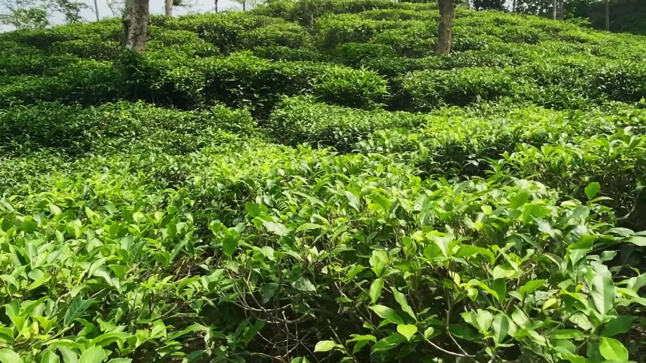 A spasso in una piantagione di tè verde in Bangladesh - POV
