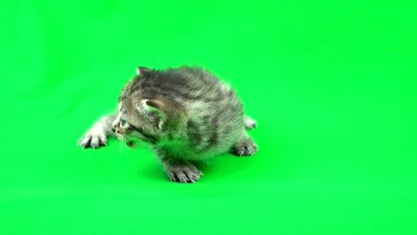 chroma key material　kitten